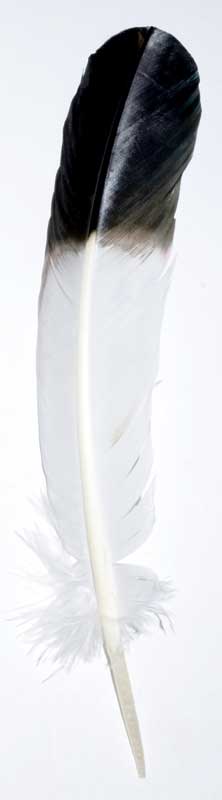 Eagle Feather Quill