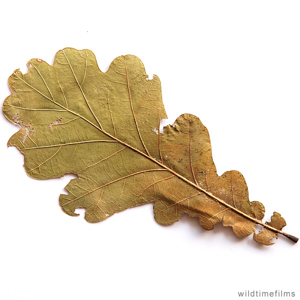 Dried Oak Leaves