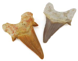 Shark Teeth - Large
